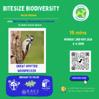 Weekly Bitesize Biodiversity Series (15 Minutes) - Great Spotted Woodpecker