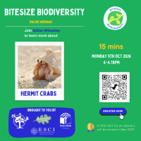 Weekly Bitesize Biodiversity Series (15 Minutes) - Hermit Crab